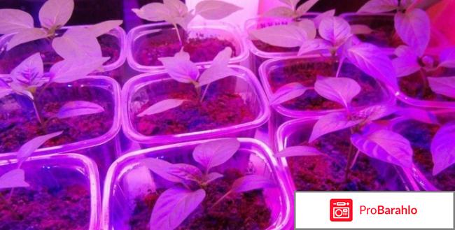 Светильник спб т8 фито отзывы отрицательные отзывы