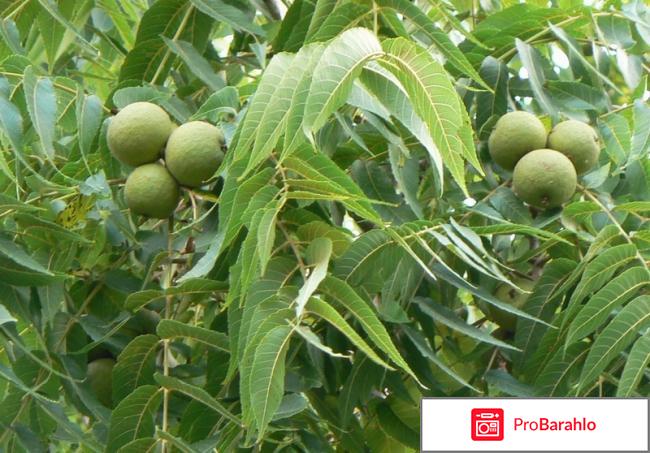 Лист черного ореха 