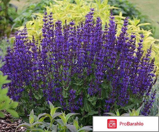 Травы для прекращения лактации отрицательные отзывы