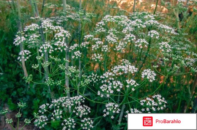 Целебные свойства, применение и противопоказания аниса отрицательные отзывы