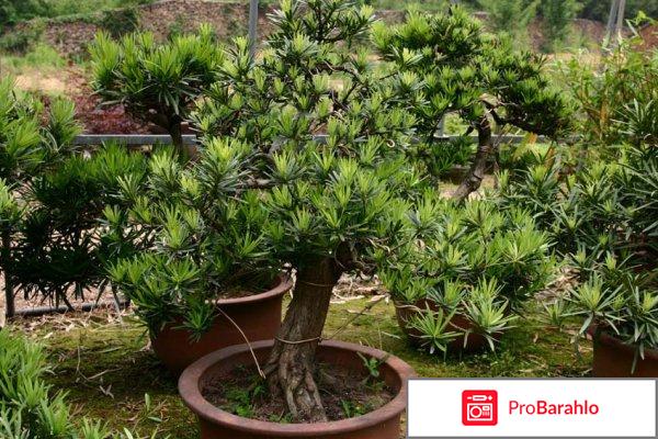 Выращивание подокарпуса (ногоплодника) 