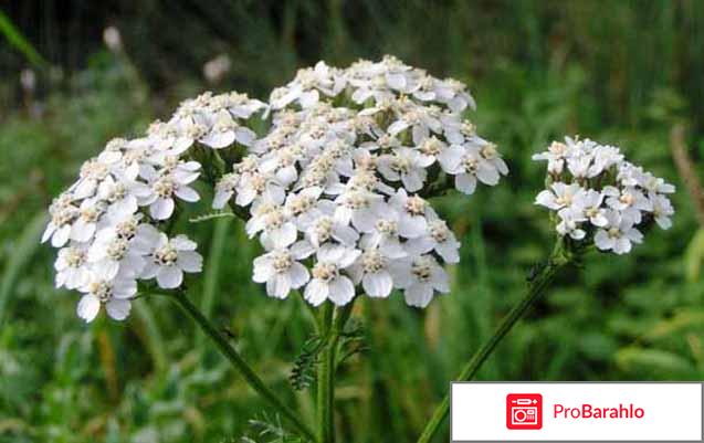 Тысячелистник фото растения 