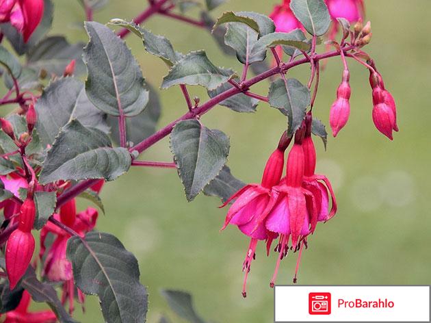 Уход за фуксией и выращивание дома 