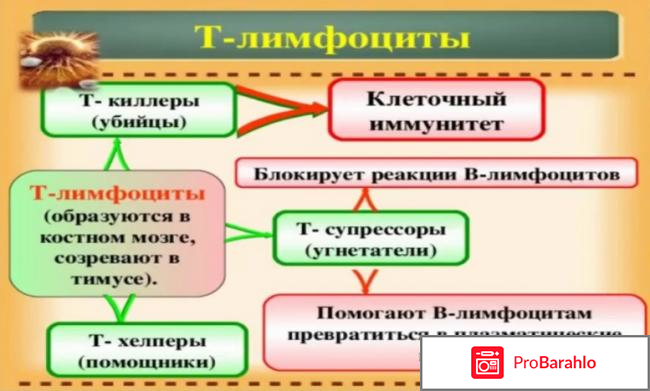 Трансфер фактор эдванс отрицательные отзывы 