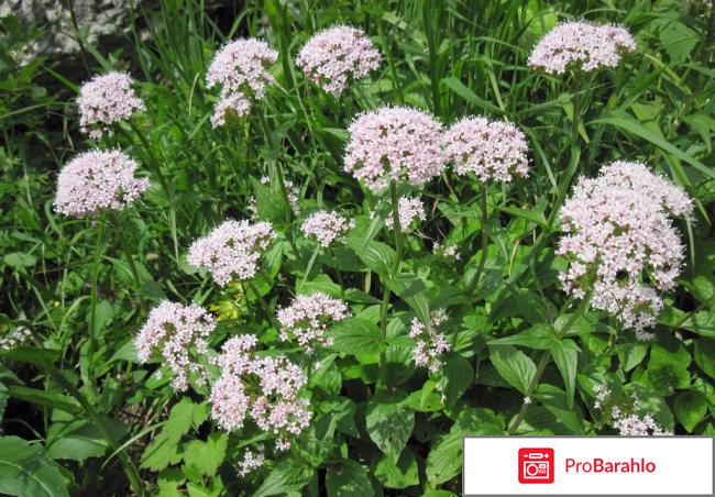 Таблетки валерианы отзывы 