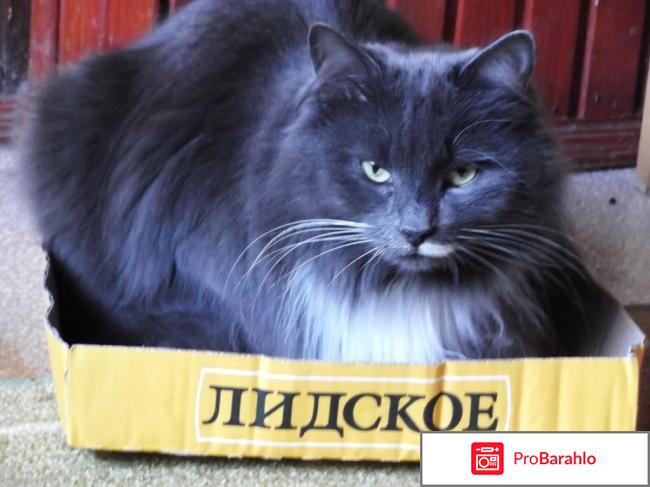 Кошка сибирская отрицательные отзывы