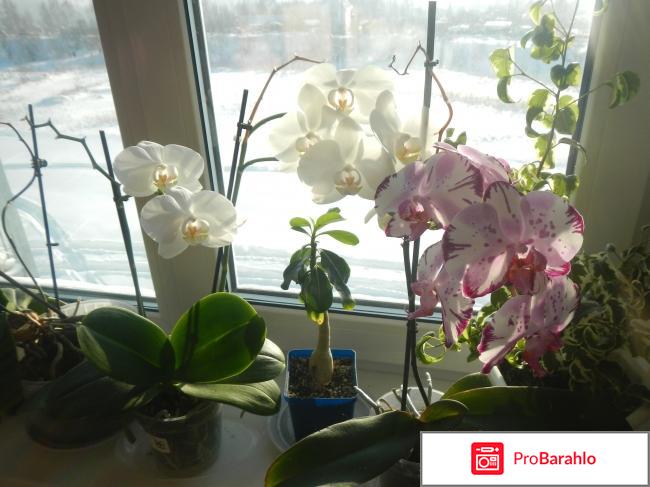 Орхидеи фаленопсис отрицательные отзывы