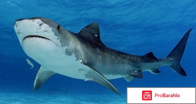 Сустафаст для лечения суставов отзывы владельцев