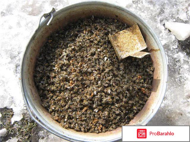 Подмор пчелиный настойка на спирту обман