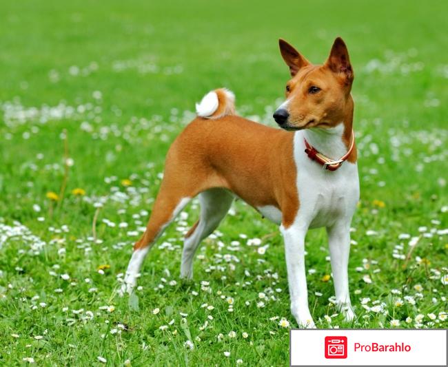 Басенджи описание породы отрицательные отзывы