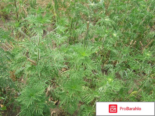 Кларидол таблетки 