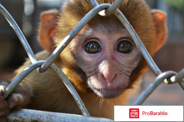 Сухуми фото