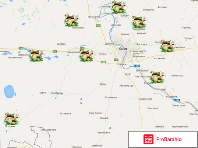 Где в Омске и области растут грибы? Где самые грибные места в Омске? 