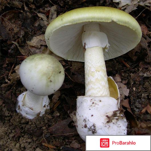 Отравление бледной поганкой - насколько опасно отрицательные отзывы