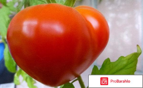 Сорт томата вельможа отзывы фото реальные отзывы