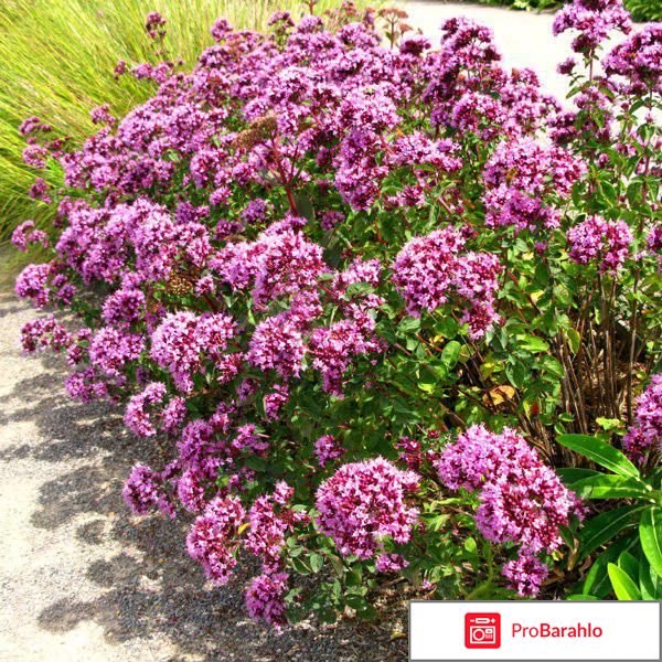 Душица фото обман