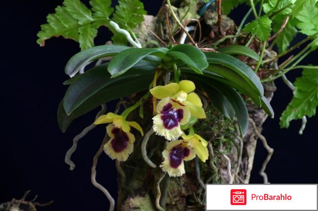 Невероятная орхидея Haraella retrocalla 