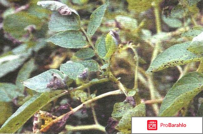 Почему у картофеля чернеют листья? отрицательные отзывы