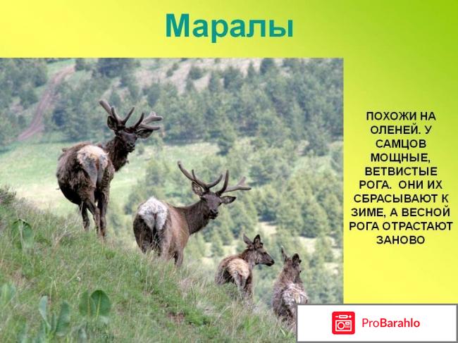 Пантофлекс (Pantofleks) фото