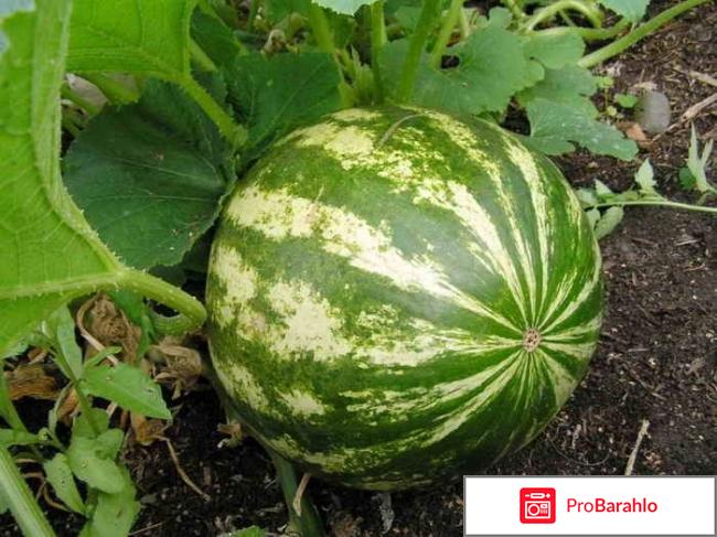 Можно ли посадить арбузы, не перекапывая землю? 