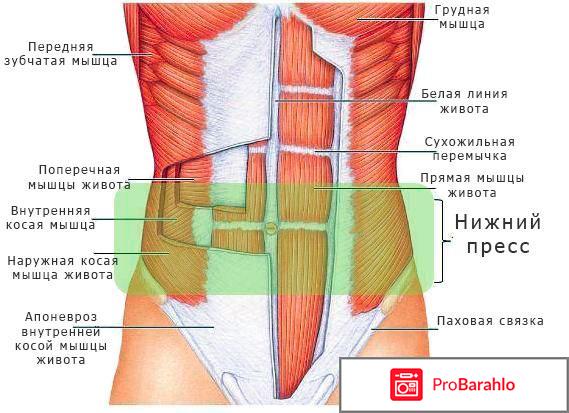 Анатомия пресса и лучшие упражнения 