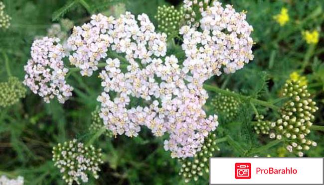 Тысячелистник фото растения отрицательные отзывы