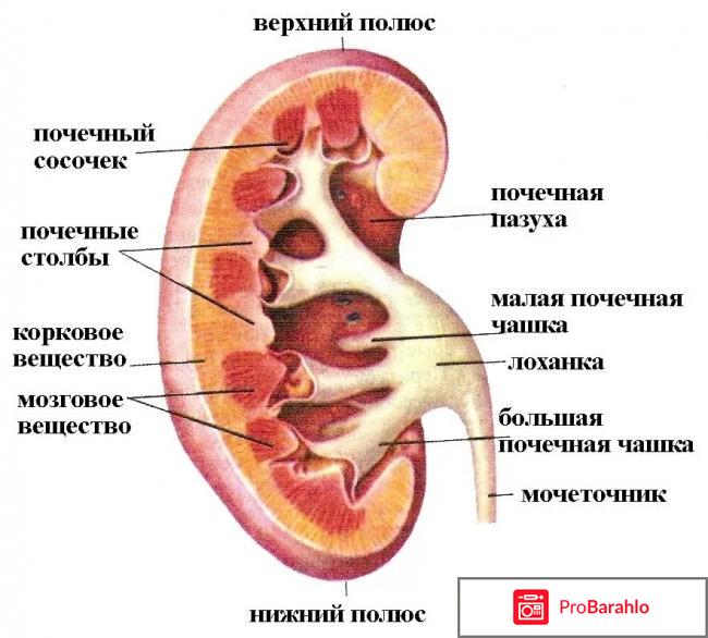 Роль почек в организме человека 