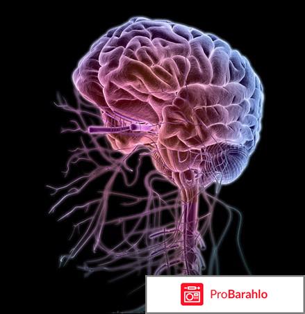 Нервная система человека 