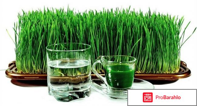 Витграсс отзывы реальных людей 