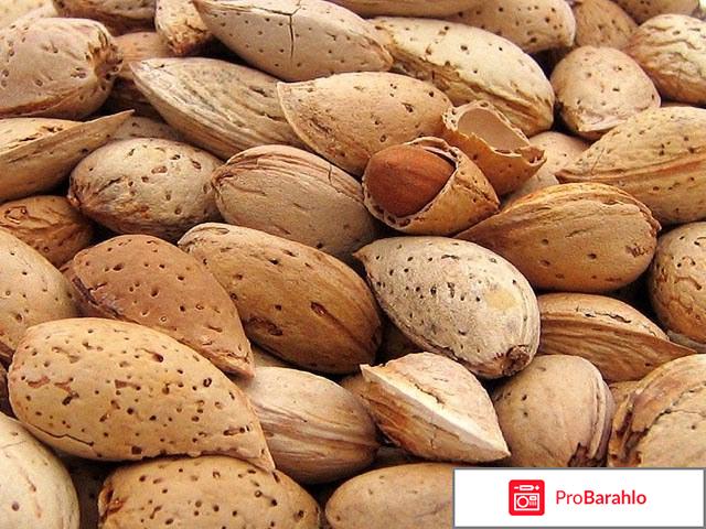 Миндаль: полезные свойства ореха, калорийность обман