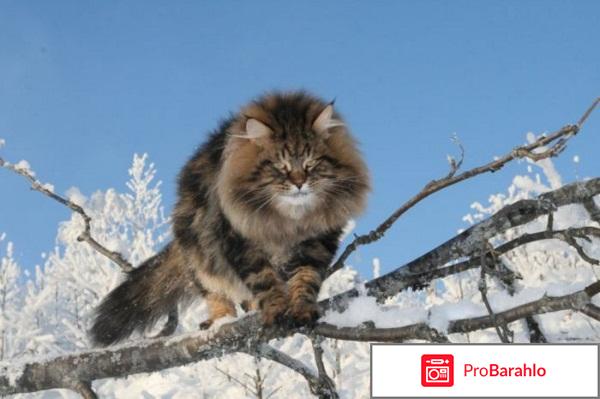 Наполнитель древесный для кошачьих туалетов Кузя 