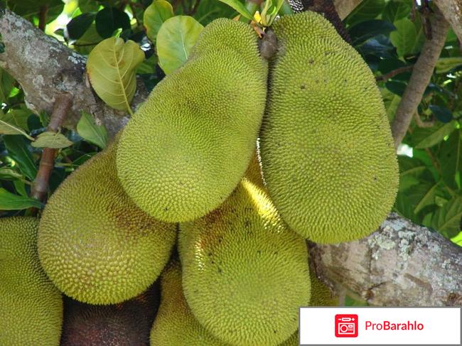 Настойка маклюры для суставов отзывы