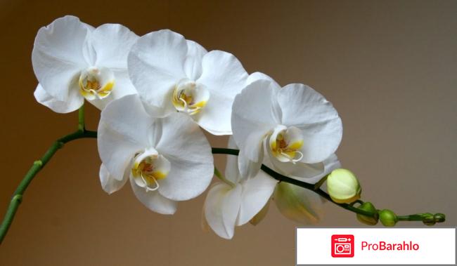 Орхидея белая отрицательные отзывы