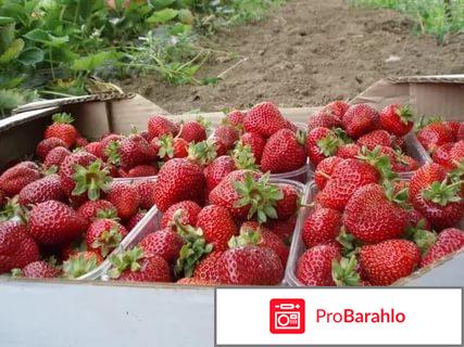 Клубника альбион описание сорта фото отзывы отрицательные отзывы