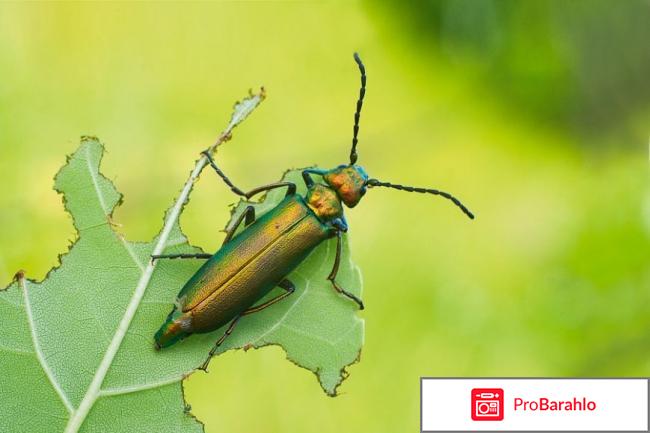 Шпанская мушка что такое 