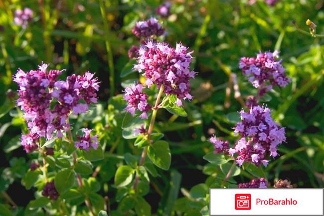 Душица фото 