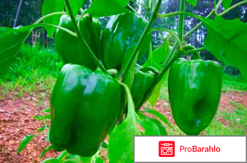 Выращивание перца в открытом грунте 