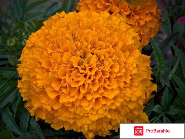 Цветы шафрана фото 