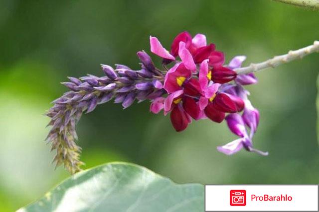 Puer Combo реальные отзывы