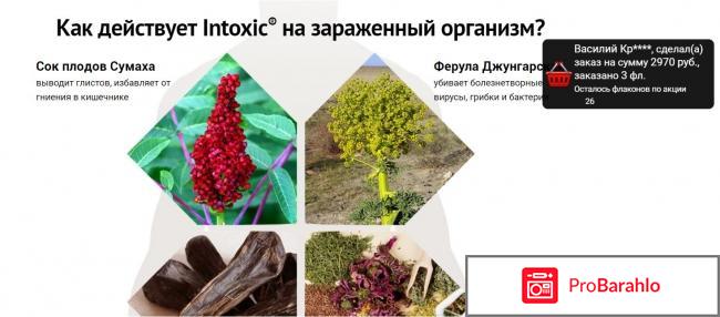 Intoxic средство от паразитов: реальные отзывы реальные отзывы