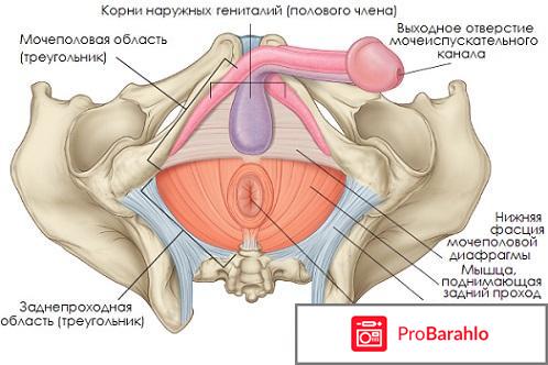 Как делать непрямой массаж простаты? обман