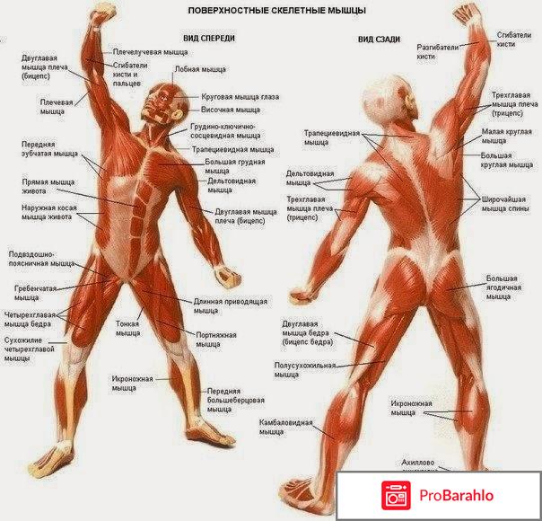 Мышечная система организма человека строение отрицательные отзывы