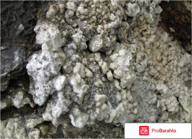 Каменное масло отзывы покупателей 