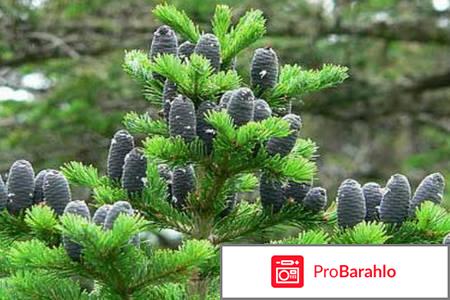 Вилави отрицательные отзывы фото