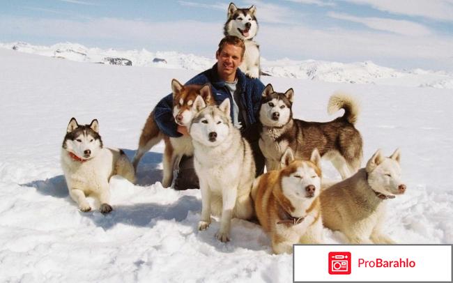 Фильм белый плен отзывы реальные отзывы