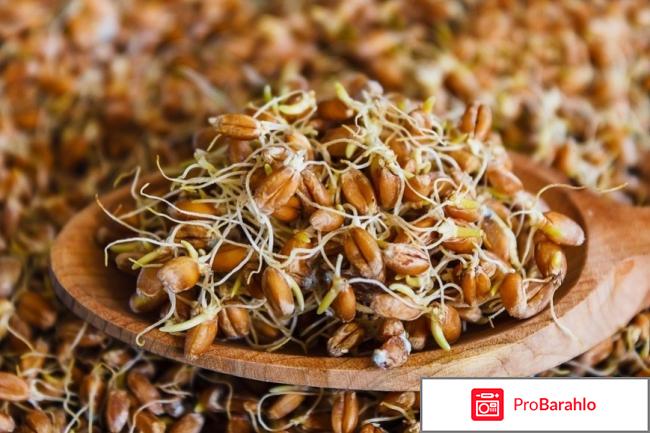 Пророщенная пшеница отзывы отрицательные отзывы