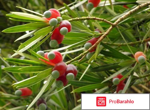 Выращивание подокарпуса (ногоплодника) отрицательные отзывы