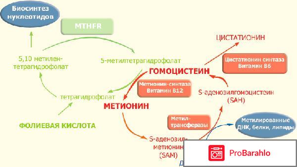 Гомоцистеин норма обман