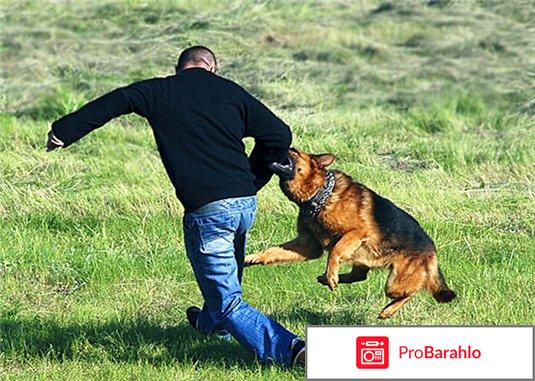 Средство защиты от собак 