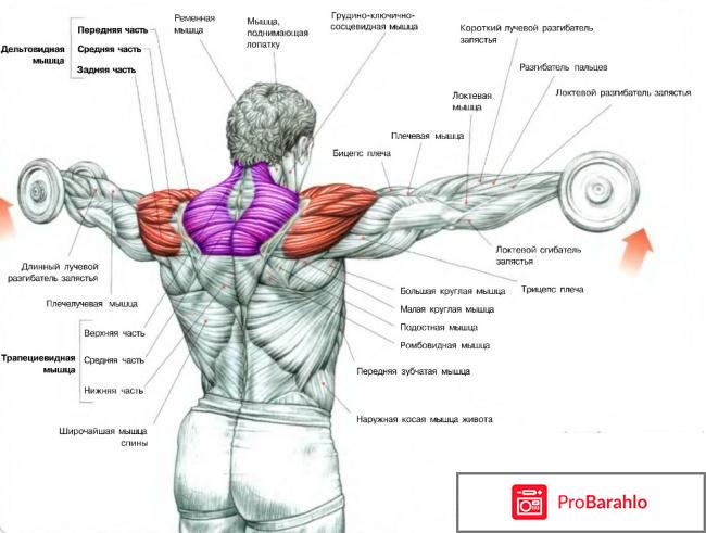 Мышцы плеча: анатомия отрицательные отзывы